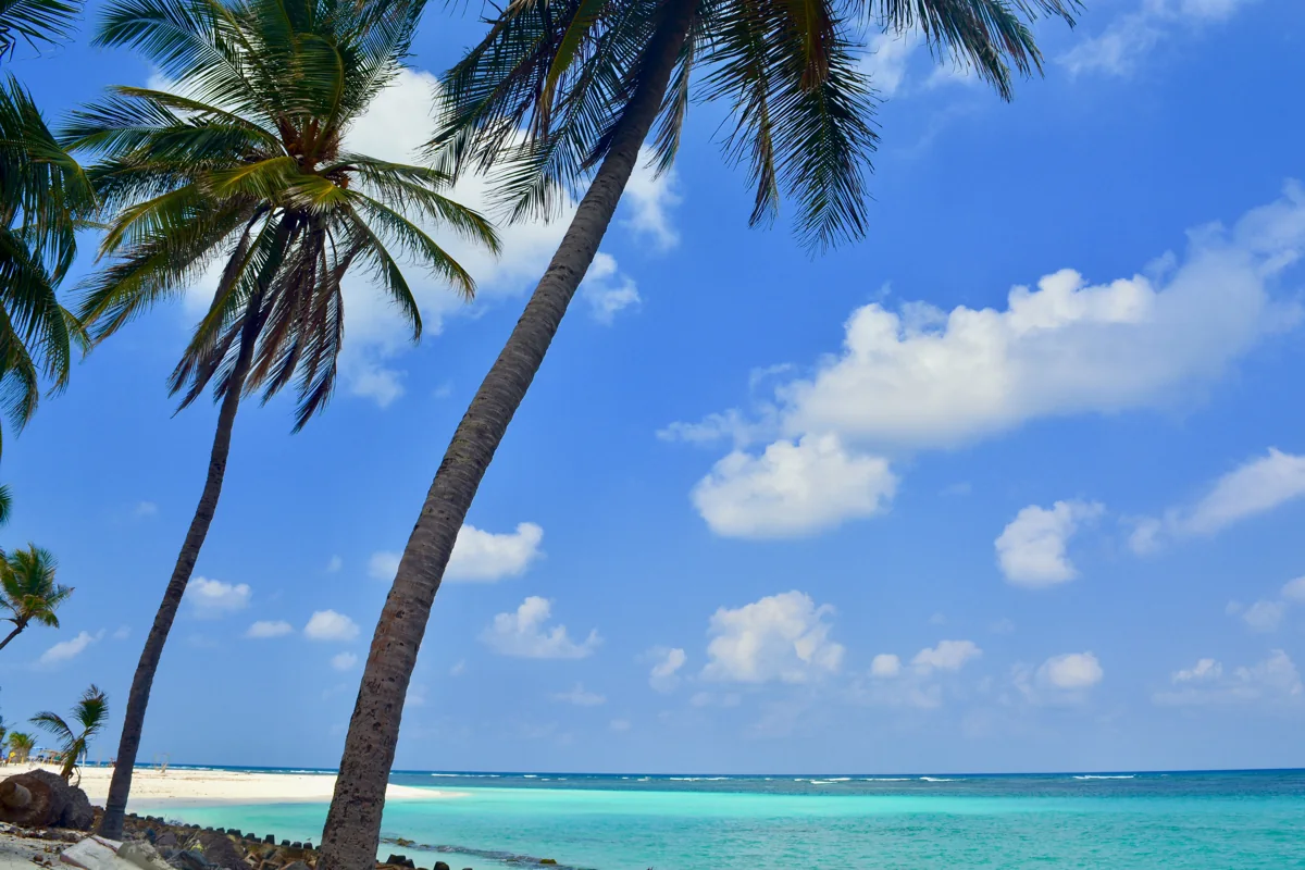Coconut palms beside the blue lagoon at Agatti