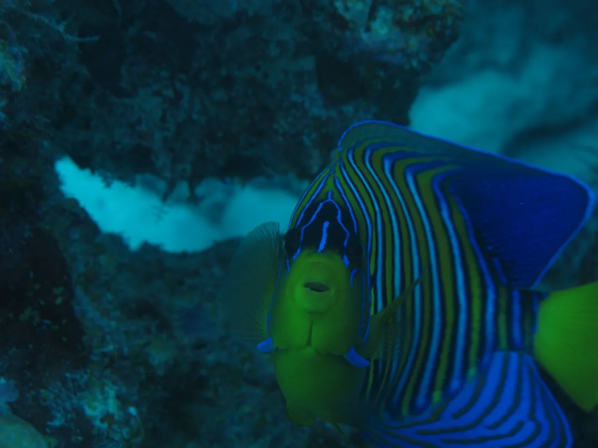 Regal angelfish among the reefs of Lakshadweep